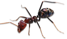 ant control brynmawr