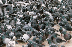 bird control
