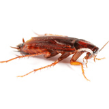 cockroach 