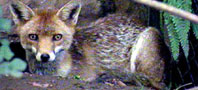 fox pest control