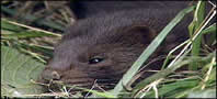 mink pest control