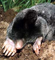 Mole pest removal