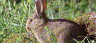 Rabbit control