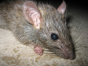 rat killing monmouth