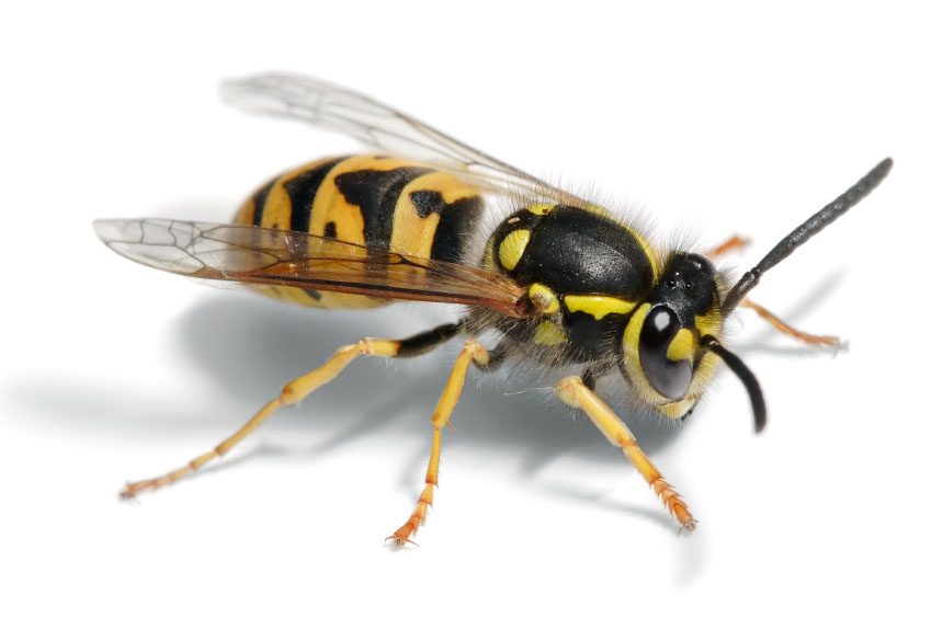 wasp pest brecon